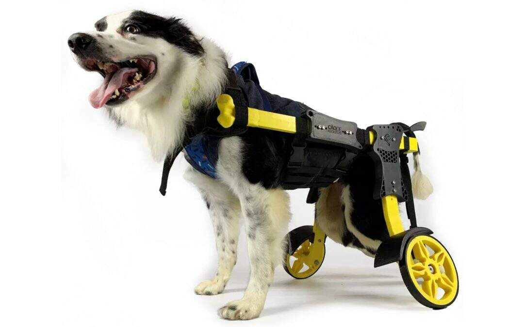 cadeira de rodas para pets
