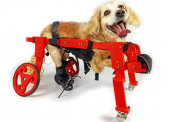 Cadeira de rodas para pets: porque dar uma para seu amigão