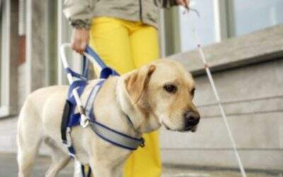 Cachorros especiais e bem treinados: Cães-guias chegam a Curitiba pra ajudar pessoas com deficiência visual