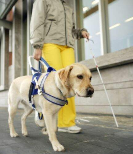 Cachorros especiais e bem treinados: Cães-guias chegam a Curitiba pra ajudar pessoas com deficiência visual