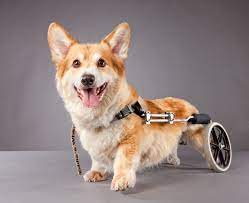 Cachorro com deficiência: como é a vida desse pet